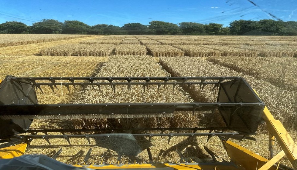 RL plot combine harvests winter wheat trials plots in Kent